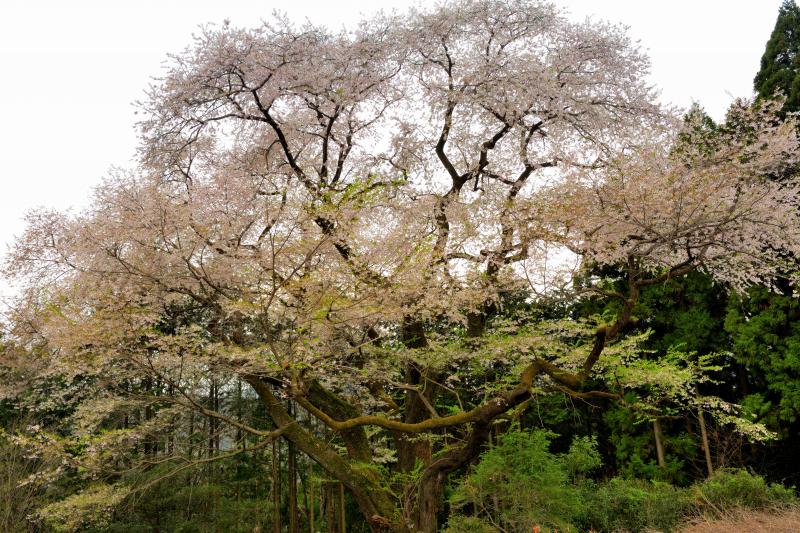 [ 群馬県有数の桜の巨木 ]  樹齢500年以上と言われるエドヒガンの巨木です。満開を過ぎ、下の方は葉桜になり始めていました。