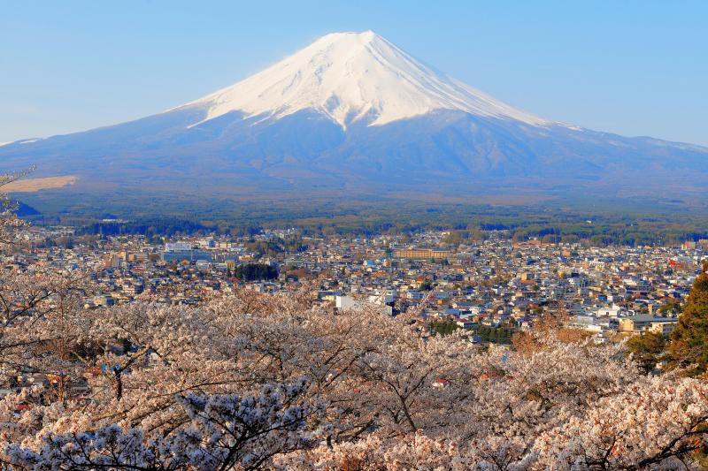 [ 桜溢れる富士吉田の街並みと富士山 ]  朝日を浴びる桜と街並みが美しい。迫力ある残雪の富士山を見ることができます。