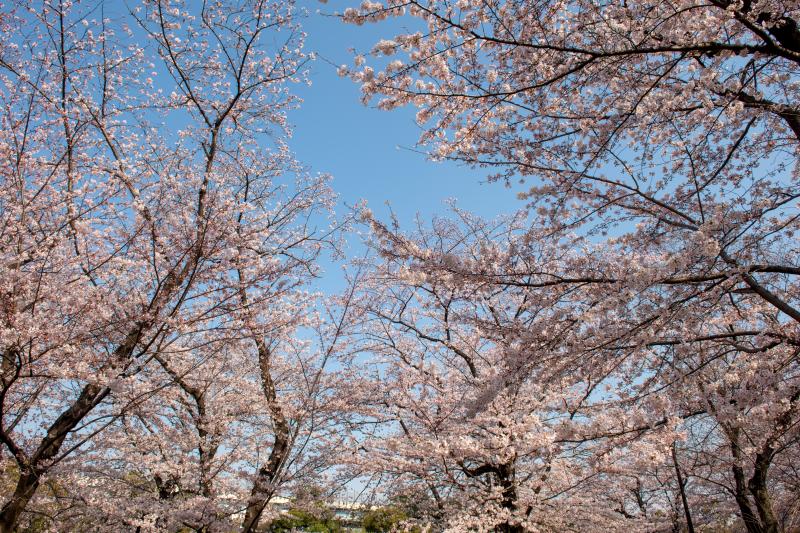 [ 空を埋め尽くし ]  公園内の桜たち。早朝は人が少なく、のんびりとした時間を過ごすことができました。