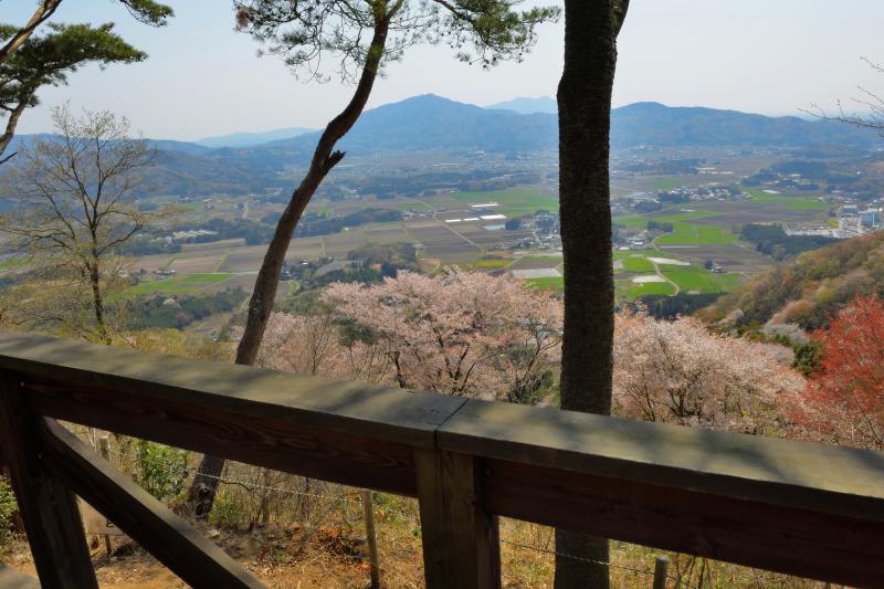 [ 高峯の山桜 ]  