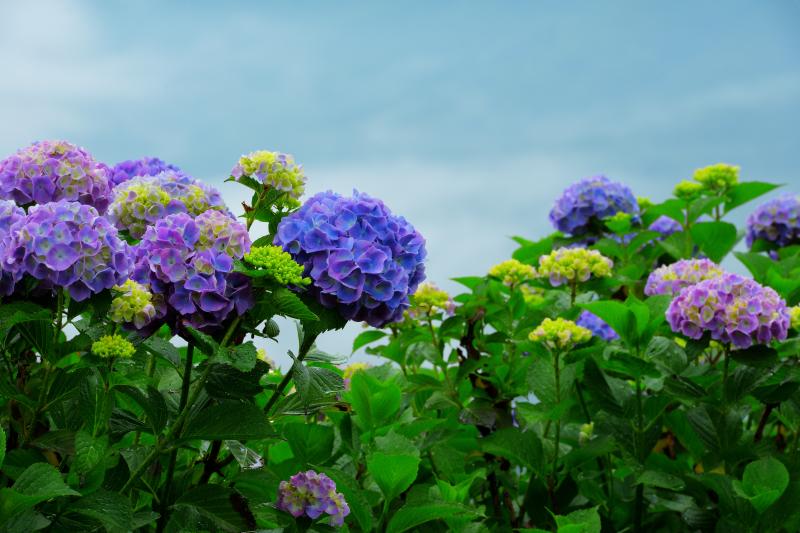 [ 美の山の紫陽花 ]  