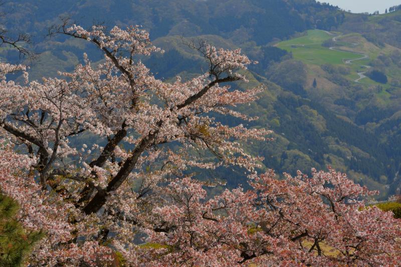 [ 桜と天空のポピー畑 ]  美の山からは秩父高原牧場の天空のポピー畑が見えます。