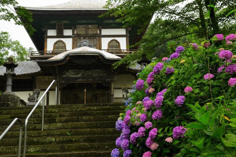 [ さざえ堂と紫陽花 ]  本堂に向かう階段の左右に、紫陽花が咲き乱れています。