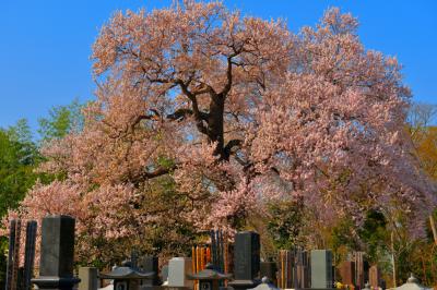 墓守桜| お墓の中に立つ、樹齢200年の古木。樹形が美しく、青空によく映える。