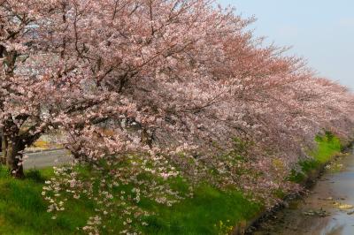 川岸を埋め尽くす桜並木| 土手の上に咲き誇る桜たち。川面に向けて枝を伸ばしています。