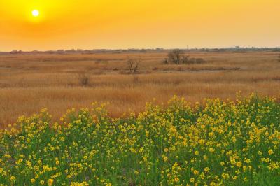 菜の花に彩られ| 土手には菜の花が咲いています。春の美しい夕暮れ風景。