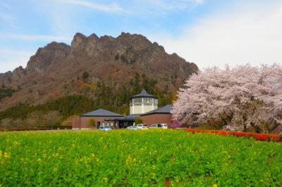 桜並木と妙義| 美術館横には桜並木、庭には菜の花畑が広がっていました。迫力ある妙義山が背後にそびえています。