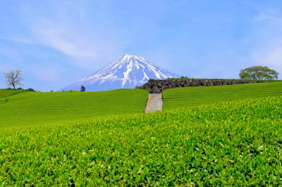 雄大な富士と緑溢れる大地| 新芽が生き生きとした茶畑。その先に残雪の富士が見えます。春らしい雲が流れ、とても美しい風景でした。