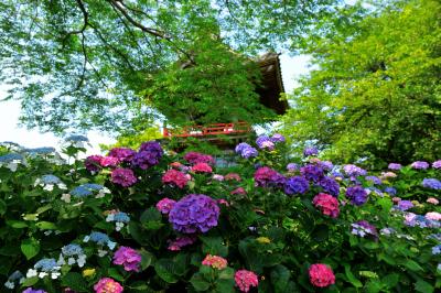 能護寺のシンボルとなっている鐘楼。多種多様な紫陽花が咲き誇っており、色鮮やかな境内は見事。