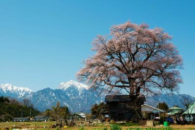 残雪の甲斐駒ケ岳と一本桜| 日本三大桜の山高神代桜のすぐ近くにあります。この景色に目を奪われてしまいました。