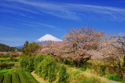 富士へと続く桜道| 江戸時代に作られた堤にある桜です。日本の春を感じることができる場所です。