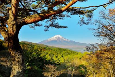 新緑満ちる峠から| 駐車場にはシンボル的な大きな松の木があります。木の手前から富士山をのぞき構図で撮影。