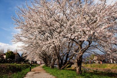 円形ホールの桜並木| 湖畔に続く川沿いの桜並木が美しい。湖畔からは桜と富士山の写真が撮れます。