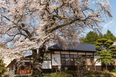 大正校舎と桜| 大正校舎の前には大きな桜が咲き誇っていました。風が吹くと花びらが舞います。