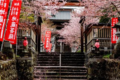 桜濡れて| 桜のピンクと赤ののぼりが良い感じです。階段に付いている花びらが綺麗でした。