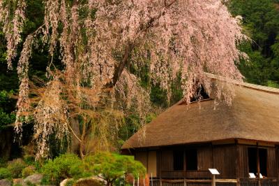 古民家を守る大桜| 桜の古木が緑の林の中から、古民家を彩るように伸びています。建物は江戸時代初期のもので、重要文化財になっています。