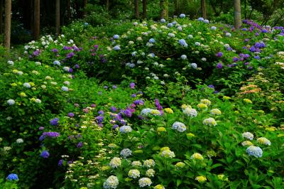 斜面に咲き誇る紫陽花たち| 境内の山の斜面を埋め尽くすように様々な色のあじさいが植えられていました。