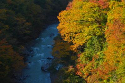 多摩川紅葉| JR青梅線「古里駅」前の万世橋からは美しい紅葉と多摩川の流れを見ることができます。