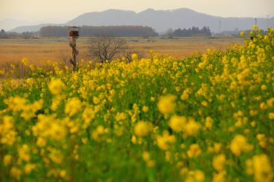 雄大な風景が広がります。春の穏やかな遊水地風景。