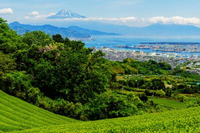 茶畑と海と富士| 日本平の茶畑から清水港と富士山を撮影。手前の木には藤が咲いています。