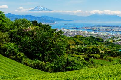 日本平の茶畑から清水港と富士山を撮影。手前の木には藤が咲いています。