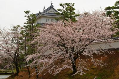 忍城と桜| 春になるとお堀の斜面に桜が花を咲かせます。