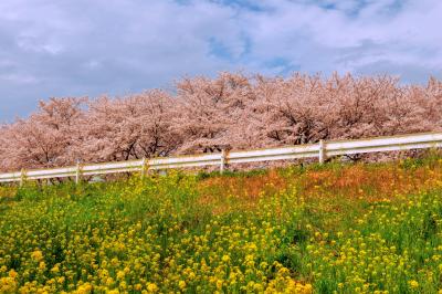 桜堤と菜の花| 約500本のソメイヨシノが2km続いて咲き誇ります。日本さくら名所100選。