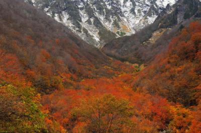 沢の紅葉| 一ノ倉沢へ行く途中のマチガ沢。真っ赤に燃える紅葉と冠雪した谷川岳の山肌が美しい。