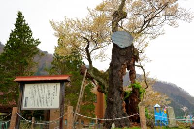 赤谷湖（相俣ダム）湖畔の広場にある桜。