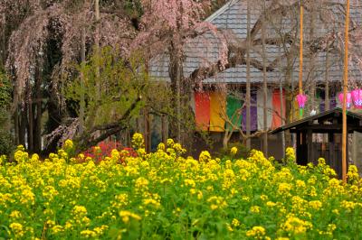 春爛漫| 寺院前には菜の花畑が広がり、境内全体が春色に染まっています。