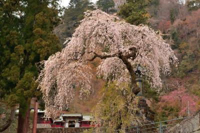 しっとりと咲くしだれ桜| 妙義神社の境内にあるしだれ桜。総門の近くから撮影。