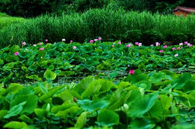 蓮田の奥に花が集中していました。緑の中に浮かぶピンク色の蓮色ライン。
