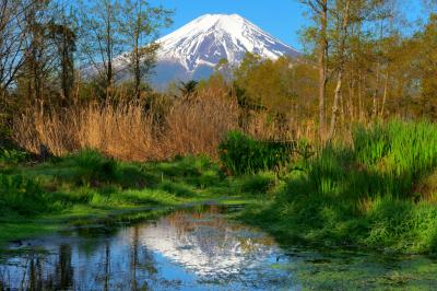 小さな池に映る富士山を撮影できる場所です。