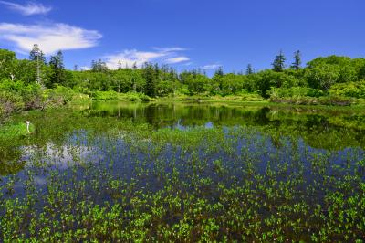 神仙沼| 初夏の新緑が綺麗でした。