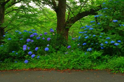 寺院に向かう道路沿いにもたくさんの紫陽花が咲いていました。