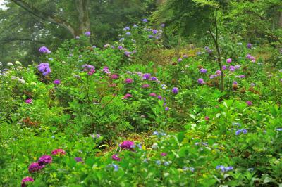 山の斜面に多くの種類の紫陽花が咲いています。雨が降った直後で、花が生き生きしていました。