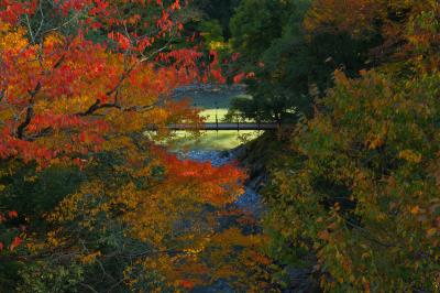 氷川小橋紅葉| 奥多摩駅からすぐの氷川大橋より撮影。真っ赤に紅葉した木々の葉と吊橋。渓谷の遊歩道で2つの吊り橋を渡ることができます。