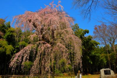 寺の跡地にて| 昔、普門寺のあったこの場所。現在ではしだれ桜の名所として親しまれています。