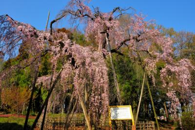 青空に映えて| 1835年の書物「増補忍名所図会」に「広前に大木の垂桜あり、垂縁長くして花の頃は優艶なり」と記された推定樹齢600年の古桜。