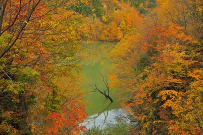 紅葉に佇む立ち枯れ| 燃えるような紅葉に包まれた胴元湖。ダム湖の水面から一本の立ち枯れが顔を出していました。