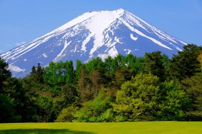 新緑と富士| 広い芝生の先に林があり、その先には大迫力の富士山が見えます。