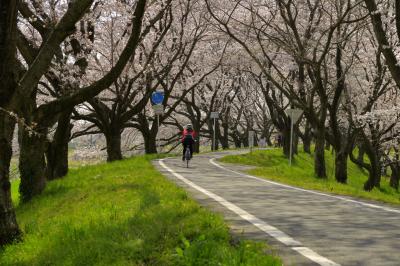 堤の上のサイクリングロード| 堤の上は遊歩道＆サイクリングロードになっています。桜並木のカーブを自転車が駆け抜けていきました。