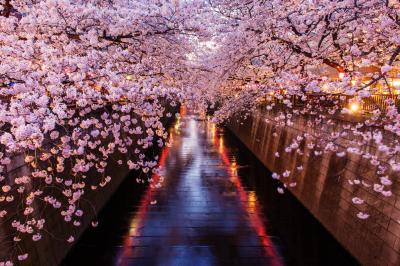 雅| 川の両岸から桜が枝を伸ばし、川面にはちょうちんのライトが映っています。