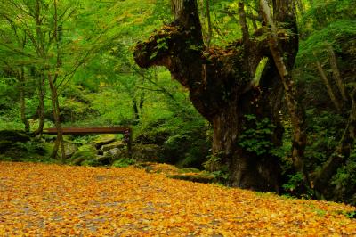 散策路入口付近では、紅葉した葉が道路一面を埋め尽くしていました。