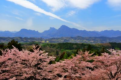 雲の一本道 | 桜溢れる「後閑城址公園」。奥には奇岩・妙義山がそびえています。