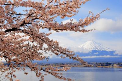 河口湖春景色| 湖畔の形の良い桜の枝。雲が程よく流れ、富士山と桜のコラボレーション写真が撮れました。