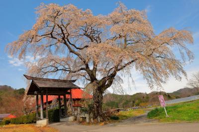 寺院前に立つ一本桜| 寺の朱色の屋根が印象的な場所です。発知のヒガンザクラの少し南側に位置しています。