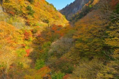 日原渓谷紅葉| 奥多摩駅付近から日原鍾乳洞へ向かい、鍾乳洞への分岐の橋から撮影。谷を埋め尽くす溢れるような紅葉がとても綺麗でした。