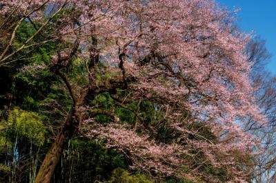 竹林とエドヒガン| 竹林と青空に映える背の高い巨桜。