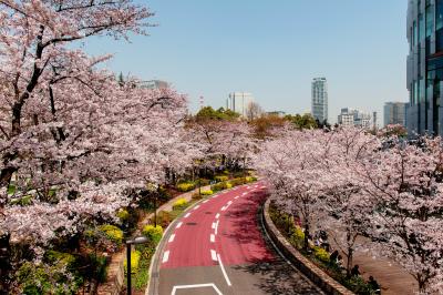 ミッドタウン・カーブ| 赤く塗らているカーブが印象的な場所です。駅近くで並木が楽しめる場所でした。